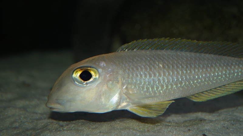 Xenotilapia boulengeri 'Kigoma'